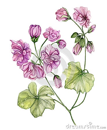 Beautiful pelargonium flower twig with green leaves and closed buds isolated on white background. Watercolor painting Cartoon Illustration