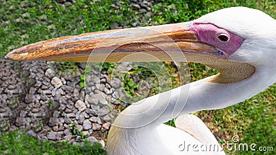 Pelican close-up,bird on the grass with a long beak Stock Photo