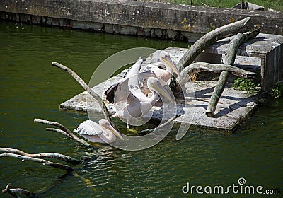 Beautiful pelicans in the park Stock Photo