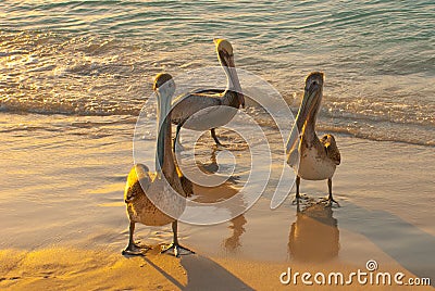 Beautiful pelicans by the sea at sunset. Varadero. Cuba Stock Photo