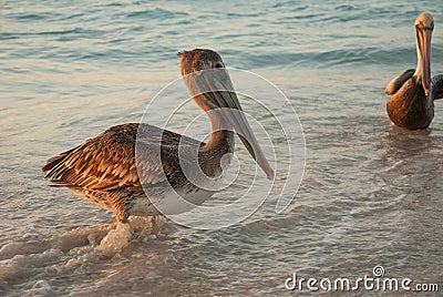 Beautiful pelicans by the sea at sunset. Varadero. Cuba Stock Photo