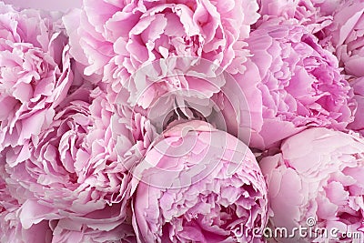 Beautiful peonies. Bouquet of pink peony background. Stock Photo