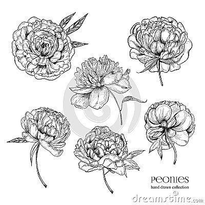 Beautiful peonies set. Hand drawn detailed blossom flowers and leaves. Black and white vector illustration collection. Vector Illustration