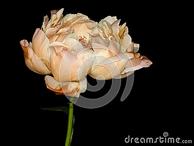 Beautiful peony flower Stock Photo