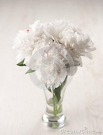 Beautiful peony flowers Stock Photo