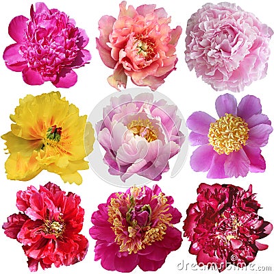 Beautiful peony flowers set Stock Photo