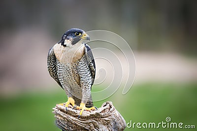 A beautiful peregrine falcon sitting on a tree Stock Photo