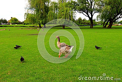 Beautiful perigord geese walk on green lawn in summer on goose farm. Gray geese, French foie meat delicacy, poultry on farm in Stock Photo
