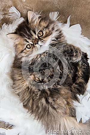 Beautiful Persian kitten cat marble color coat Stock Photo
