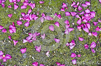 Beautiful petals on moss Stock Photo