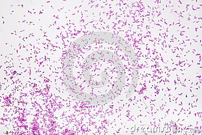 Beautiful petals of purple wild sage flower isolated on white Stock Photo