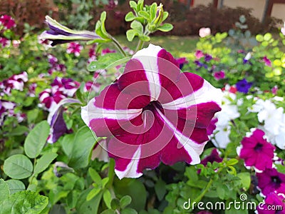 Beautiful petunia flower. Stock Photo