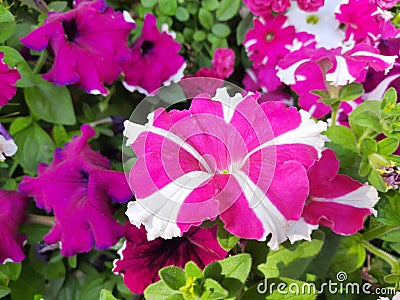 Beautiful petunia flower. Stock Photo
