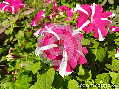 Beautiful petunia flower. Stock Photo