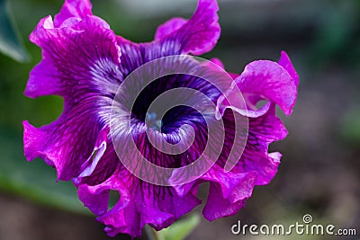 Beautiful Petunia flower of a fiolet shade Stock Photo