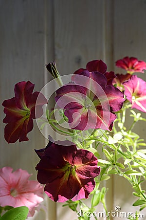 Beautiful petunia flowers on the background of wooden wall. Balcony greening with blooming plants Stock Photo