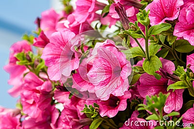 Beautiful petunia flowers with drops of water after a rain Stock Photo