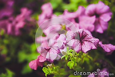 Beautiful petunia flowers in the garden Stock Photo