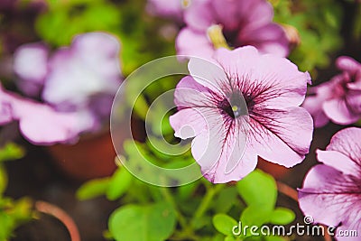 Beautiful petunia flowers in the garden Stock Photo