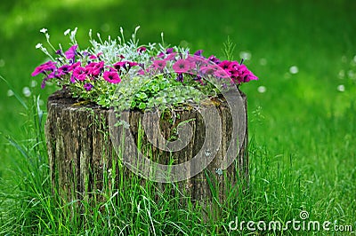 Beautiful Petunia flowers grow Stock Photo