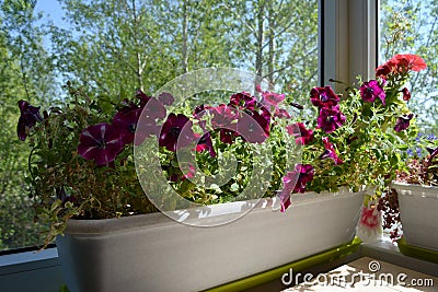 Beautiful petunia flowers grow in white container in perfect garden on the balcony Stock Photo