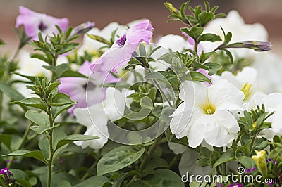 Beautiful petunia flowers Stock Photo