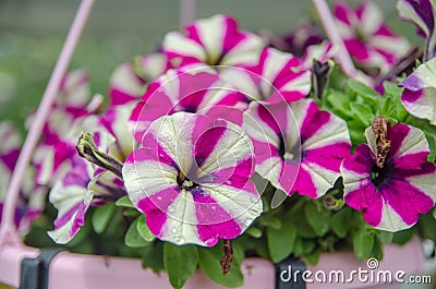 beautiful petunia flowers at Mainau island garden Stock Photo