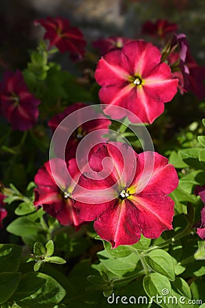 Beautiful petunia flowers in summer sunny day. Colorful flowering plant Stock Photo