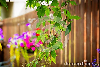 Hanging basket with violet petunia and busy lizy Stock Photo