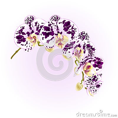 Beautiful Phalaenopsis Orchid spotted white and purple stem with flowers and buds vintage vector closeup editable ill Vector Illustration