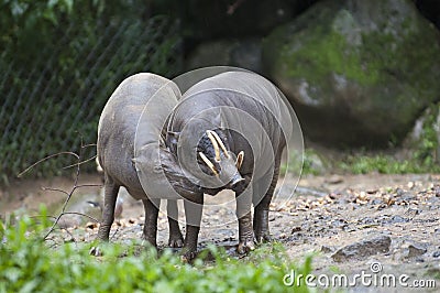 Beautiful Photo Of A Couple of Wild Pigs In The Forest Stock Photo