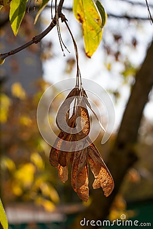 A beautiful photo of a dried maple branch close-up. Stock Photo