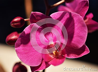 Orchid blosom in pastel pink color. Stock Photo