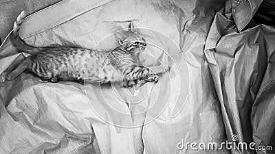 beautiful photo of kitten posing on a fabric with large folds, black and white photo Stock Photo