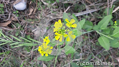 A beautiful photo of mustard flower Stock Photo