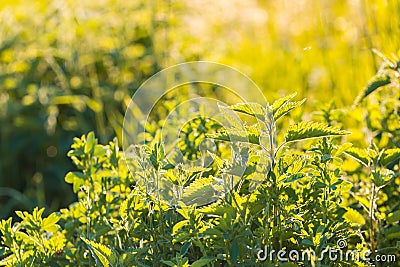 Beautiful photo with nettle grwoing on meadow Stock Photo