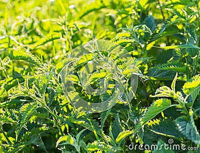 Beautiful photo with nettle grwoing on meadow Stock Photo
