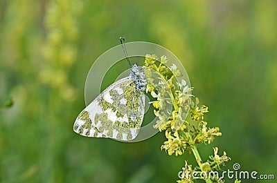 Pontia edusa , The Eastern bath white butterfly on flower Stock Photo