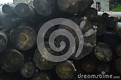 Beautiful Photo Postcard With A Mountain Of Freshly Cut Trunks Wet By Rain Superbly Placed In The Natural Park Of Gorbeia. Tree Na Stock Photo