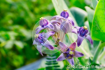 Exotic purple flower in Thailand Stock Photo