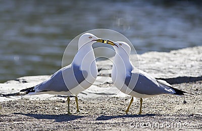 Beautiful photo of two kissing gulls Stock Photo