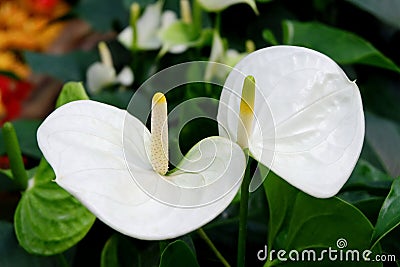 Exotic White Anthurium Flowers Stock Photo