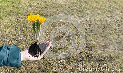 Beautiful photo of yellow crocus flowers in female hands with a handful of soil with place for text or copy space. Hands with Stock Photo