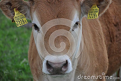 Beautiful photogenic cow Editorial Stock Photo