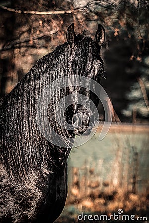 Black Friesian stallion horse Stock Photo