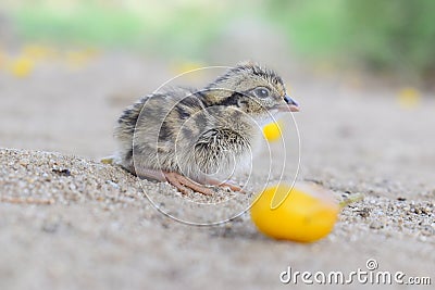 Beautiful photography of cute littleCommon quail. And best background. Stock Photo