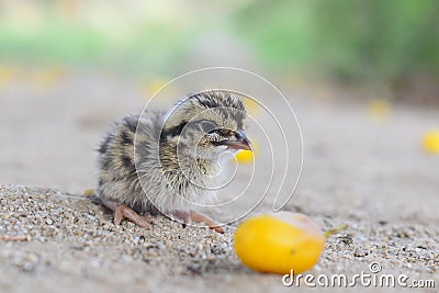 Beautiful photography of cute littleCommon quail. And best background. Stock Photo