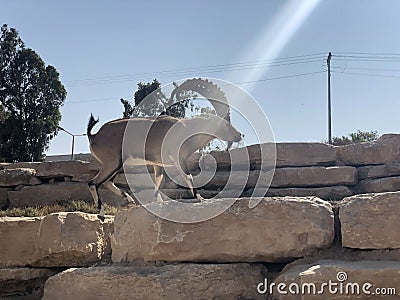 Israel, Mitzpe Ramon crater, Nubian Ibex Stock Photo