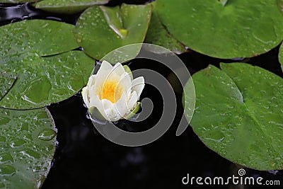 Flower and nenuphar. Nature and garden. Flwer on a pond. Stock Photo