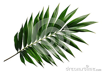 Beautiful and photorealistic palm tree leaf isolated on white background. Close-up view. Exotic plant. Cut out graphic Stock Photo